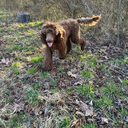 Munchkin (Now Oliver) - Brown Poodle puppy in Greensboro, North Carolina from Joyful Poodles
