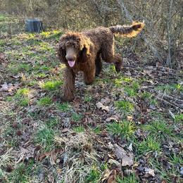 Munchkin (Now Oliver) - Brown Poodle puppy in Greensboro, North Carolina from Joyful Poodles