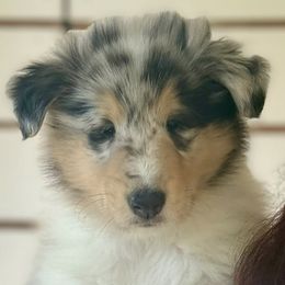 Collie puppies from Fianna Collies