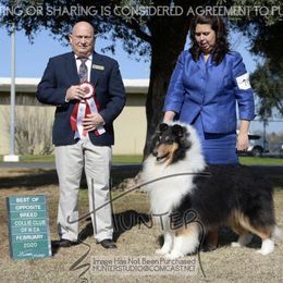 Collie All Grown Up from Deb Smith