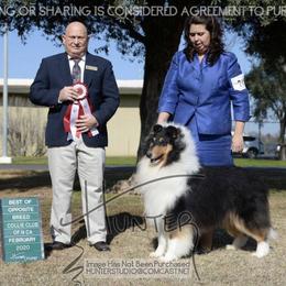 Collie All Grown Up from Deb Smith