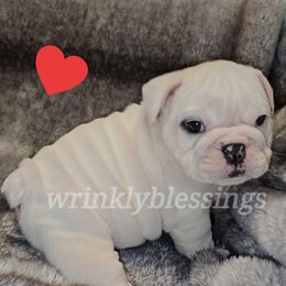 Bridget - White Bulldog puppy in Granville, Iowa from Wrinkly Blessings English Bulldogs