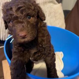 Wren, mint - Brown and white female Aussiedoodle puppy in Grand Haven, Michigan from Happy Hippy Doodles