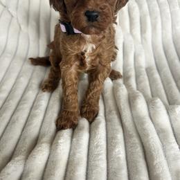 AKC Purple Collar - Red  female Poodle puppy in Powder Springs, Georgia from West Cobb Dogs