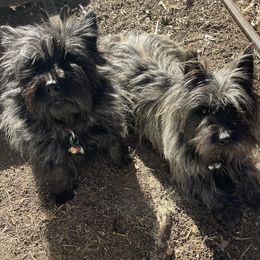 Cairn Terriers from Central Oregon Cairn Terriers