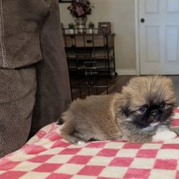 Tillie - Red female Pekingese puppy in Kingman, Arizona from Faith Harvey