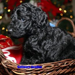Goldendoodle Puppies from Gallimore Doodles