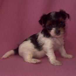 Girl pups - Black tan and white female Biewer Terrier puppy in Rocklin, California from Precious Jewels Biewer Terriers
