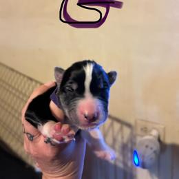 Black or agouti purple female - Black female Siberian Husky puppy in Wheeling, West Virginia from Powells Huskies