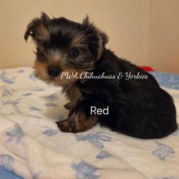 Red - Black and tan male Yorkshire Terrier puppy in Laredo, Texas from PWA Chihuahuas & Yorkies