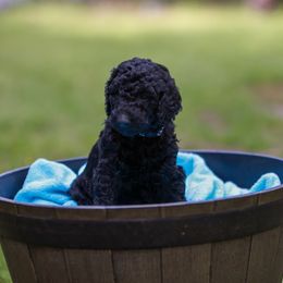 Elvis - Black Poodle puppy in Nacogdoches, Texas from Magnolia Springs Farm