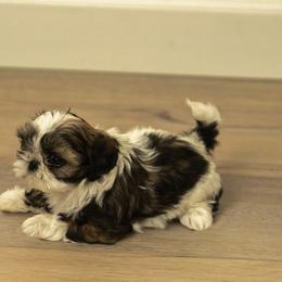 Winnie - Black gold and white female Shih Tzu puppy in Fresno, California from Good Lil Shih Tzu