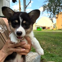 Leonard-brown - Black and tan male Pembroke Welsh Corgi puppy in New Richmond, Wisconsin from 10 Mile Creek Farms