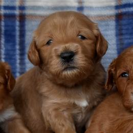 Male 2 of 4 - Apricot male Goldendoodle puppy in Macedon, New York from Toodles Goldendoodles