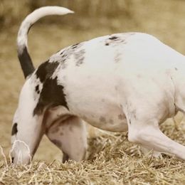 Catahoula Leopard Dogs from KhaosKats Catahoulas
