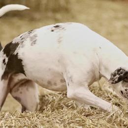 Catahoula Leopard Dogs from KhaosKats Catahoulas