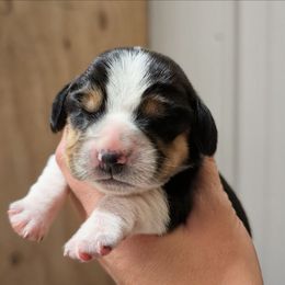 Female 2 - Black tan and white female Beagle puppy in Baltimore, Maryland from Country Acres Farm