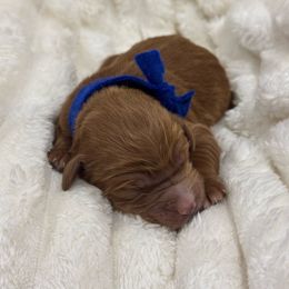 Ralph (Boy 1 Reserved) - Red  male Goldendoodle puppy in Ruthorfordton, North Carolina from Duncan Doodles Goldendoodles