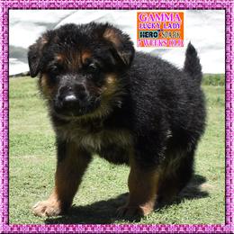 GAMMA - Black and red female German Shepherd puppy in Murrieta, California from Diamond Oaks German Shepherds