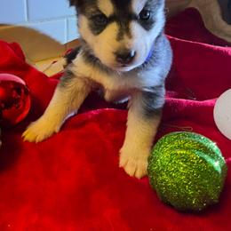 Siberian Husky Puppies from Hito's Huskies