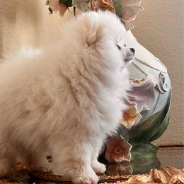 Vanilla-Rose - White female Pomeranian puppy in Salem, Oregon from Moore Poms