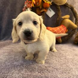Honor (3500) - Cream male Dachshund puppy in Hensley, Arkansas from The Dachshund Barn