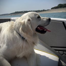 Goldendoodle and Golden Retriever Puppies from SSC Golden Retreivers