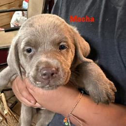 Mocha - Silver female Dilute Retriever puppy in Somerset, Pennsylvania from Chickentown Labradors