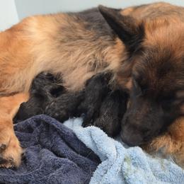 Revere - Black and red male German Shepherd puppy in Columbus, Indiana from Stony Lonesome GSD