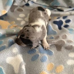 Eclipse - Dapple female Dachshund puppy in Conroe, Texas from R&M Dachshunds