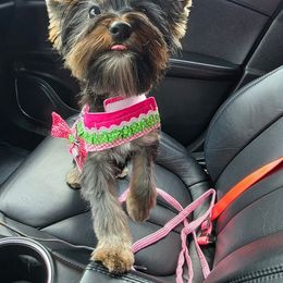 Kaija - Yorkshire Terrier