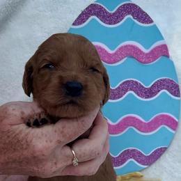 Magenta - Red  female Goldendoodle puppy in Indian Trail, North Carolina from Castleberry Doodles and Poodles