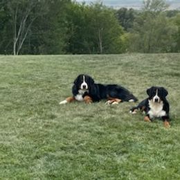 Bernese Mountain Dogs from Travis's Bernese Mountain Dogs