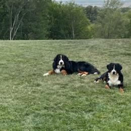 Bernese Mountain Dogs from Travis's Bernese Mountain Dogs