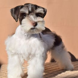 Rambo - Miniature Schnauzer