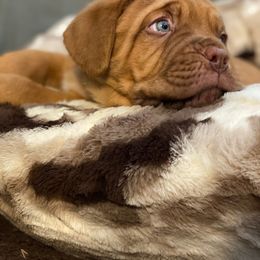Dogue de Bordeaux Puppies from Rogue Bordeaux