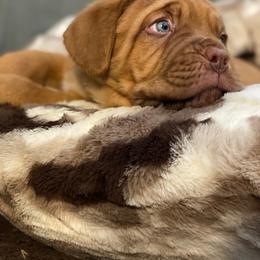 Dogue de Bordeaux Puppies from Rogue Bordeaux