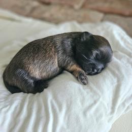 Shihpoo and Shih Tzu Puppies from The Luckie Puppy