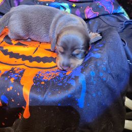 Dachshund Puppies from Dachsunds On The River