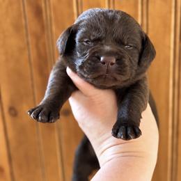 Rex - Chocolate male Labrador Retriever puppy in Tomahawk, Wisconsin from Mahner Labs