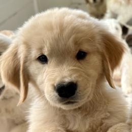 Golden Retriever puppies from Grove Haven Canines