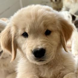 Golden Retriever puppies from Grove Haven Canines