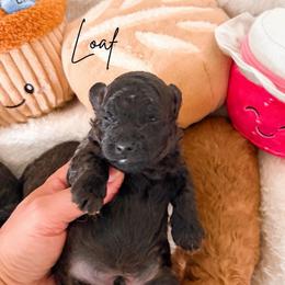 Loaf - Sable male Poodle puppy in Kula, Hawaii from Toy Poodle & Maltipoo Maui
