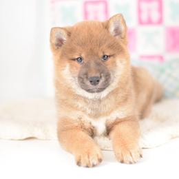 Sota 🩵 Red Boy - Red male Shiba Inu puppy in Neosho, Missouri from Sunny Terrace Shibas