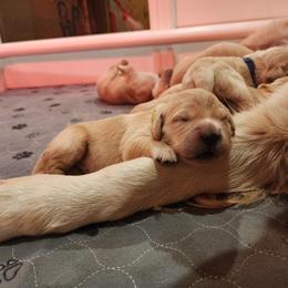 Golden Retriever Puppies from Golden Ratio Retrievers
