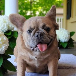 Paris - French Bulldog
