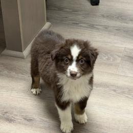 Rose - Red tri-color female Miniature American Shepherd puppy in Garysburg, North Carolina from Schaefer's Miniature American Shepherds