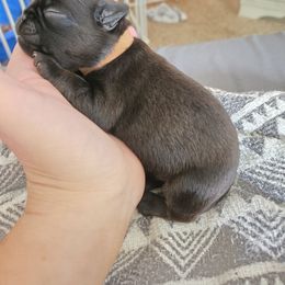 IGOR ( brown collar) - Black and tan male Brussels Griffon puppy in Welch, Minnesota from Baringer Brussels