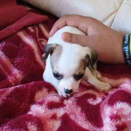 Boy - Fawn and white male Chihuahua puppy in Murphy, North Carolina from Ay Chihuahua's