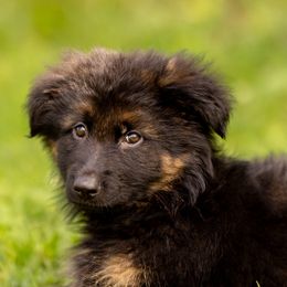 German Shepherds from Diamond Dogs